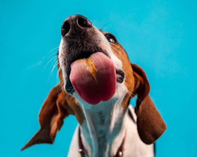 Dogs have peanut butter shop